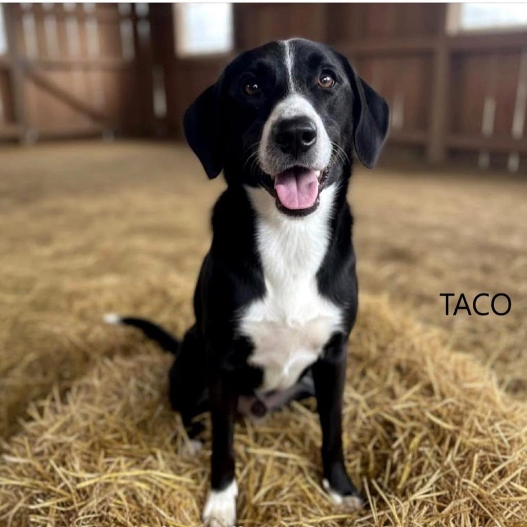 A young medium-sized female Black Mixed Breed dog named Taco for adoption in Alexandria, VA