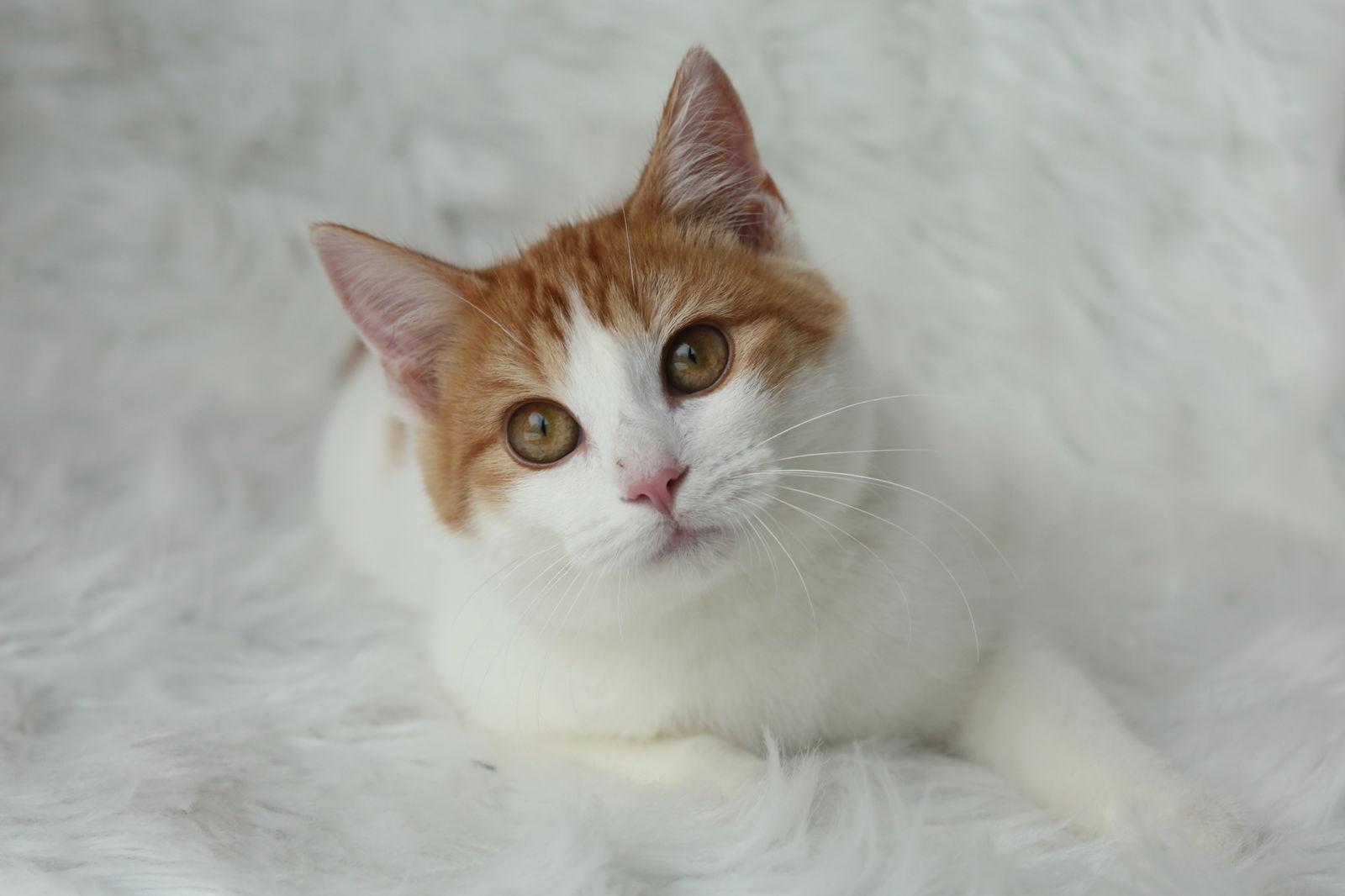A young medium-sized male Orange & White Domestic Short Hair cat named Boffen for adoption in New Prague, MN