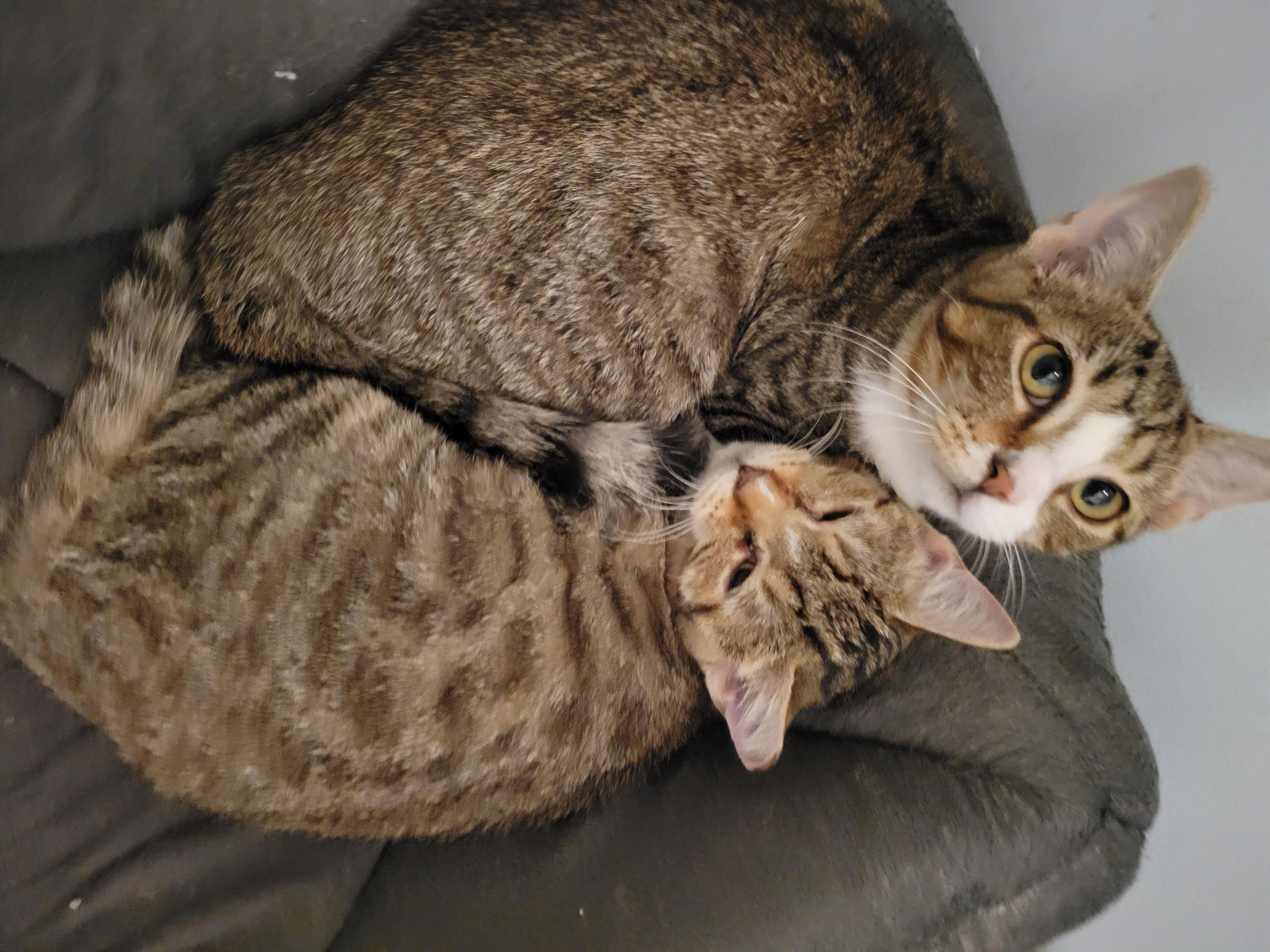 Larrymo Female Bonded Pair