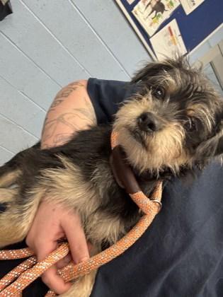 A young small-sized male Mixed Breed dog named Coaster for adoption in Chamblee, GA