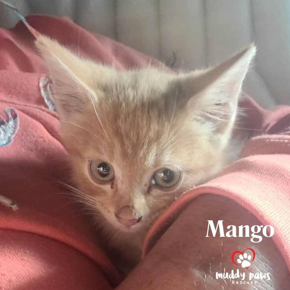 A baby small-sized male Domestic Short Hair cat named Mango for adoption in Council Bluffs, IA