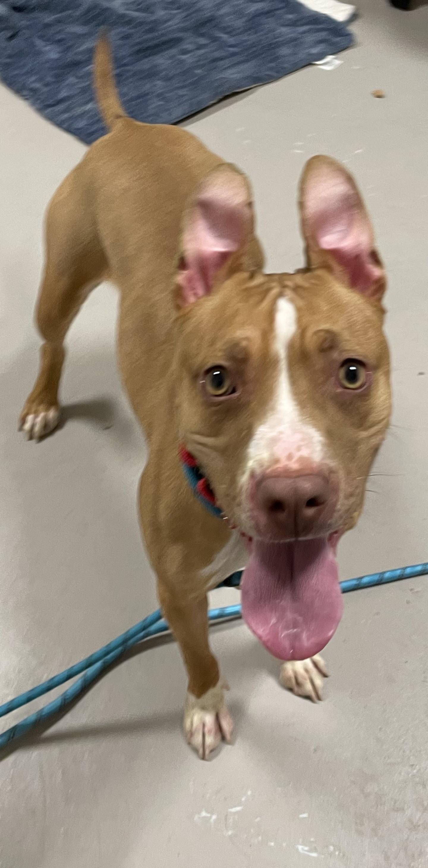 A young medium-sized female Yellow / Tan / Blond / Fawn American Staffordshire Terrier dog named Hannah Hold for adoption in Canton, OH