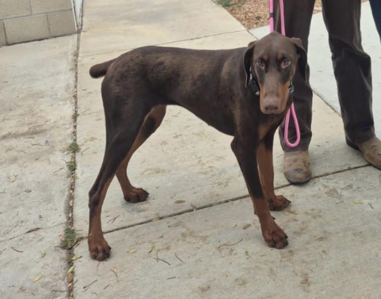 Belle Beauty Dobie!