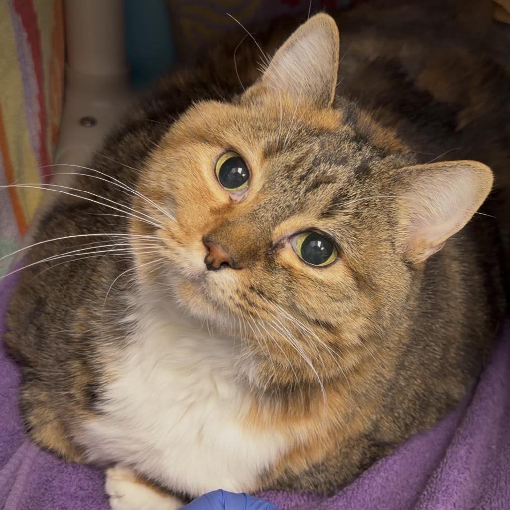 A senior extra large-sized female Orange / Red Domestic Short Hair cat named Bird for adoption in Springfield, MA