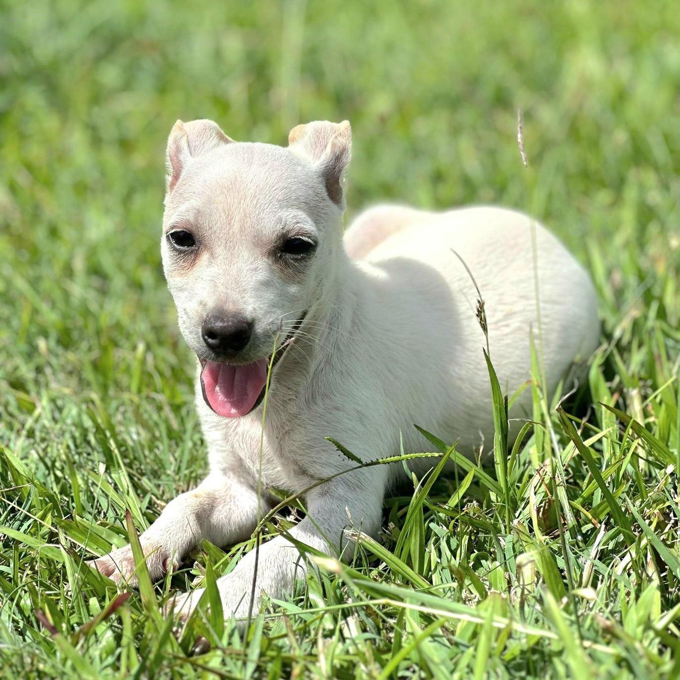 Perla Joy "let's Love!"