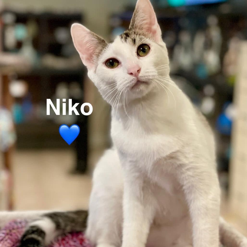 A young small-sized male White Domestic Short Hair cat named Niko for adoption in Peachtree City, GA