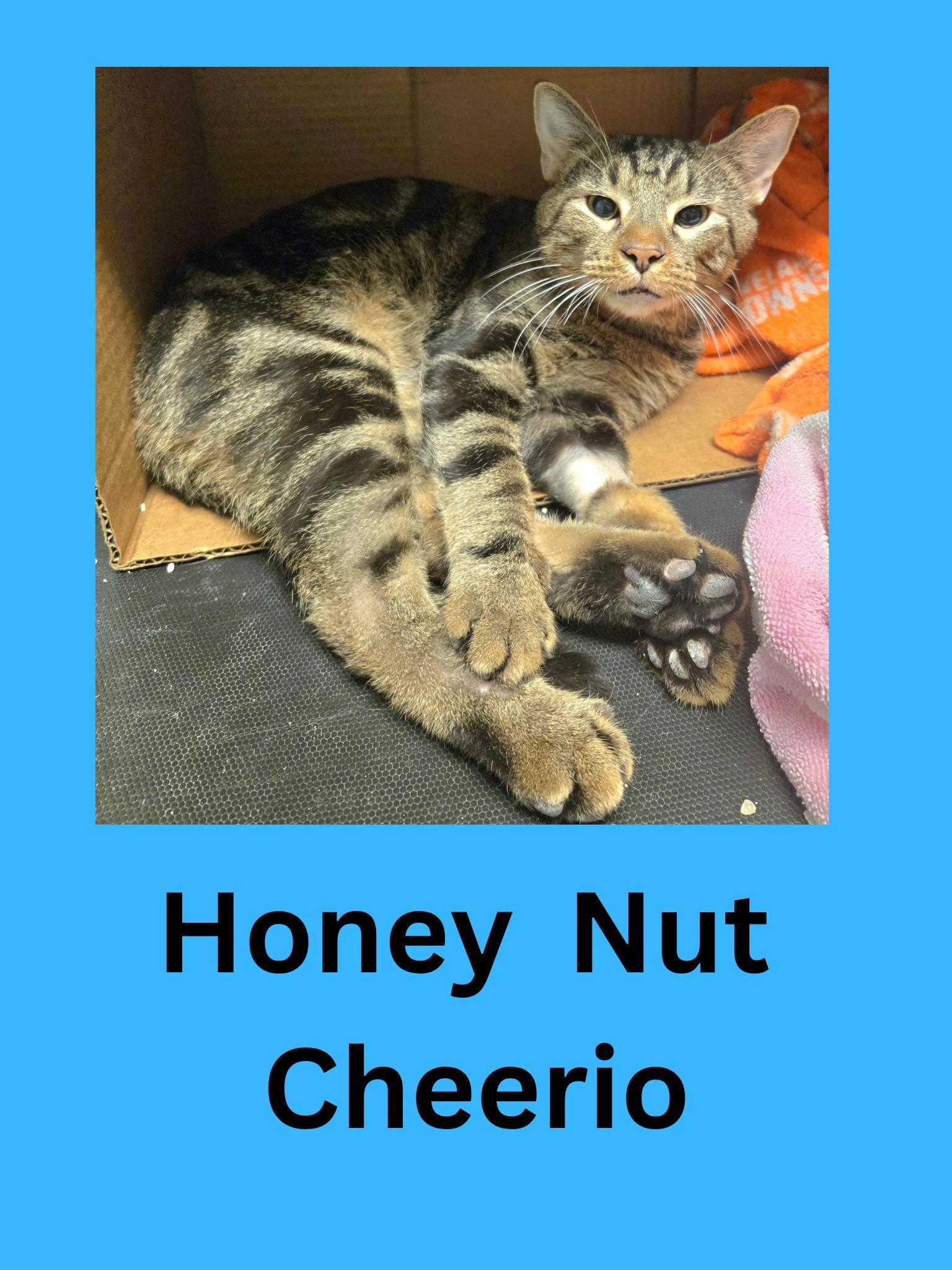 Honey Nut Cheerios