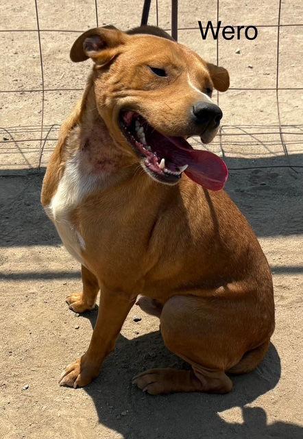 Wero