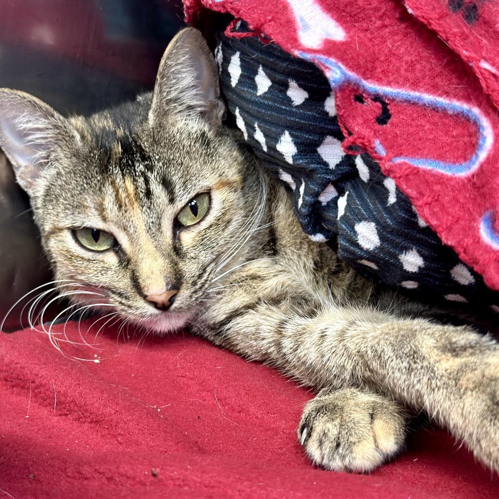 Roxie Roxanne photo 1