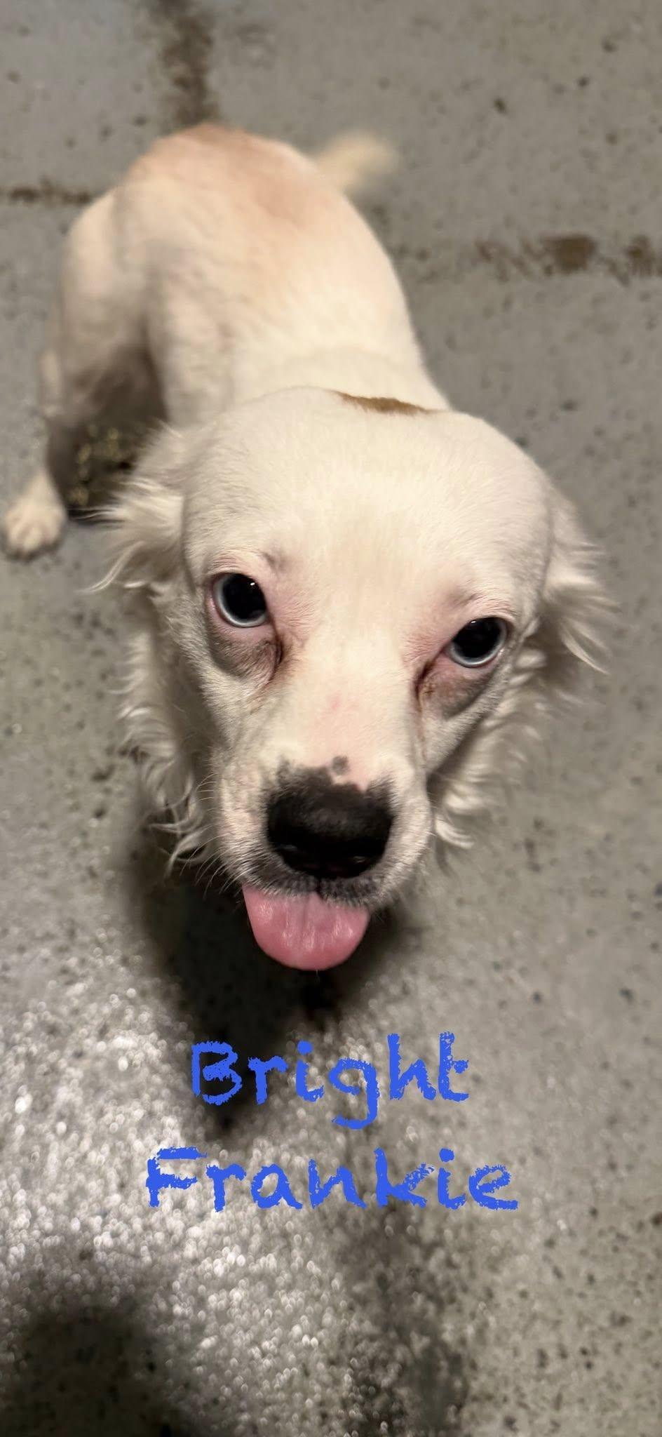 Bright Frankie