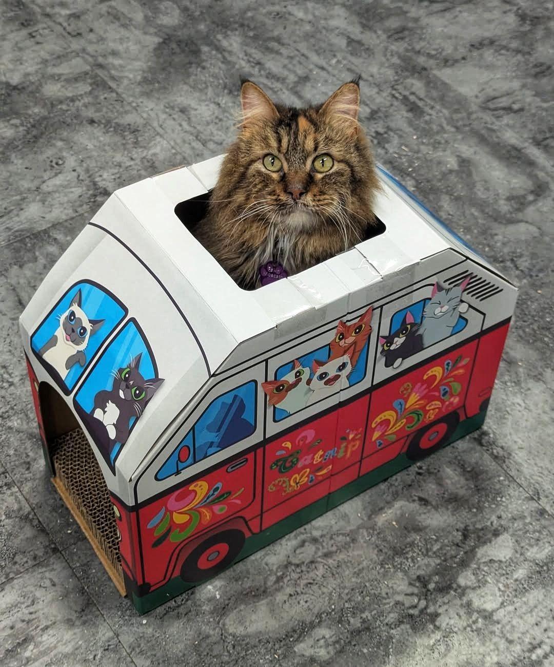 Fawn Moscato Purrmanent photo 1