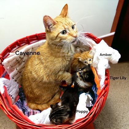A baby medium-sized female Domestic Short Hair cat named Poppy for adoption in Cumberland, MD
