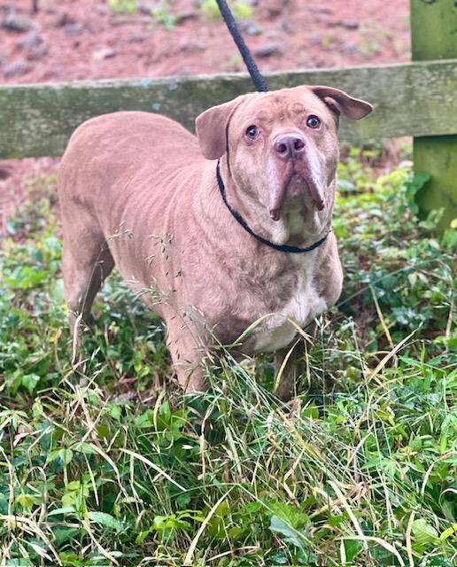 An adult large-sized male Shar-Pei dog named Boulder for adoption in Zuni, VA