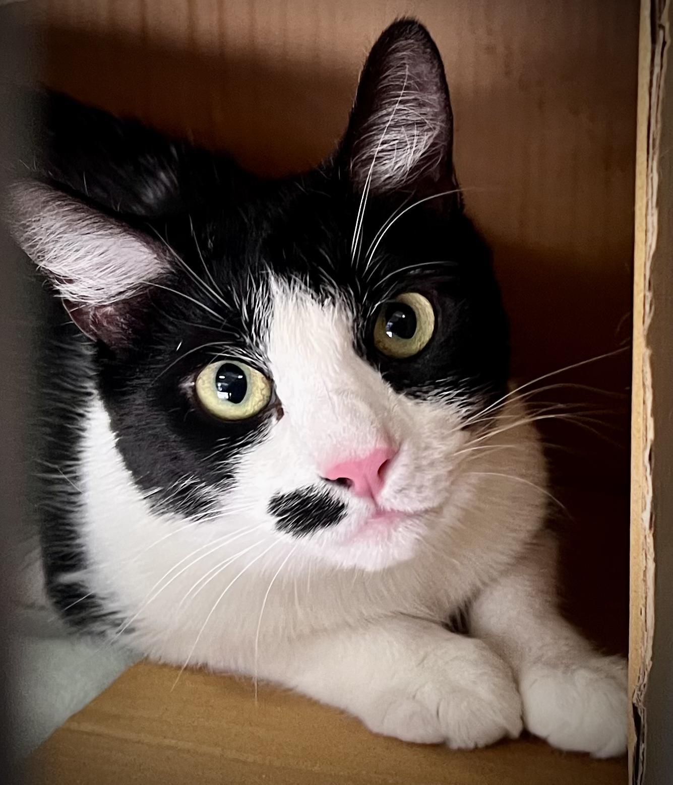 Princess Sophielap Cat!