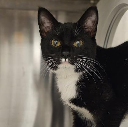 A baby small-sized female Domestic Short Hair cat named Shadowheart for adoption in Atlanta, GA