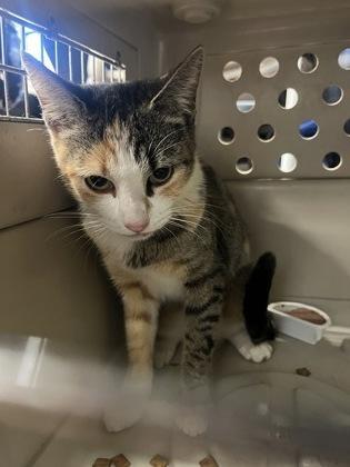 An adult medium-sized female Domestic Short Hair cat named Somer for adoption in Atlanta, GA