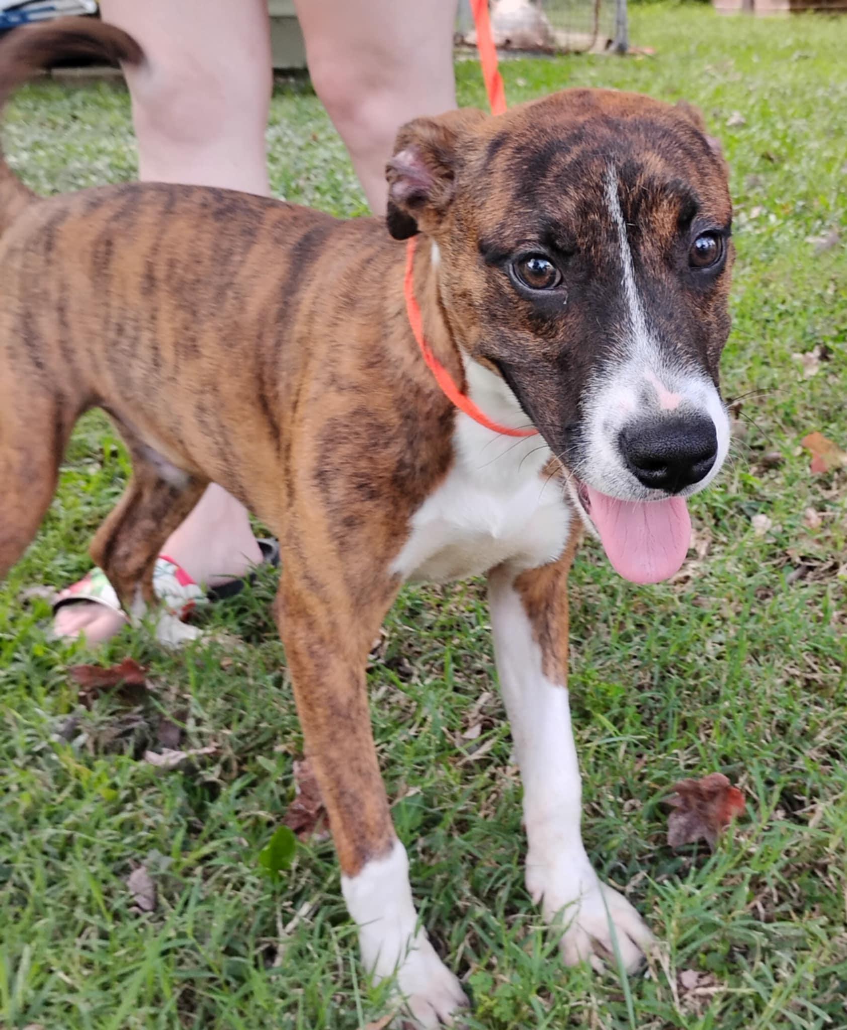 A baby medium-sized male Brindle American Staffordshire Terrier dog named Tobias Grant for adoption in Zuni, VA