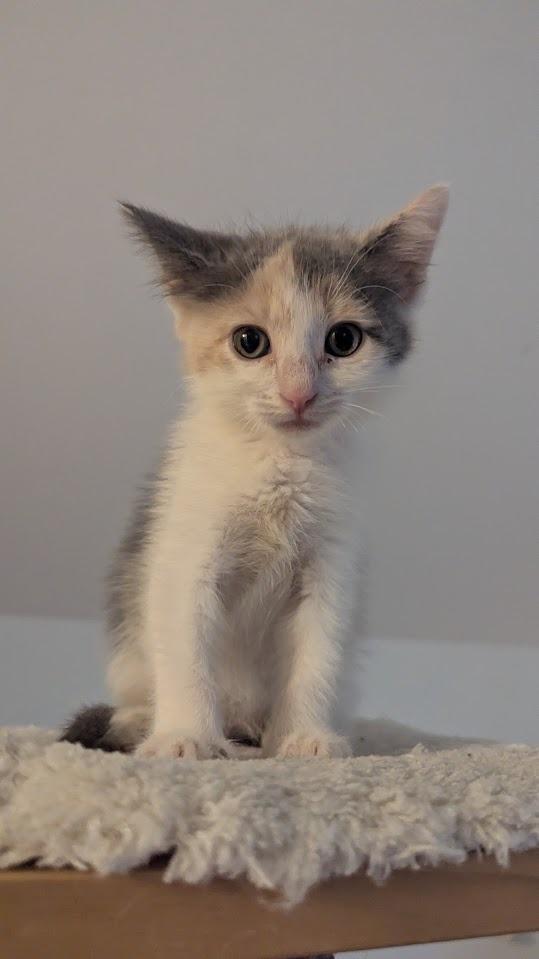 A baby small-sized female Domestic Short Hair cat named Kasha for adoption in Lunenburg, MA