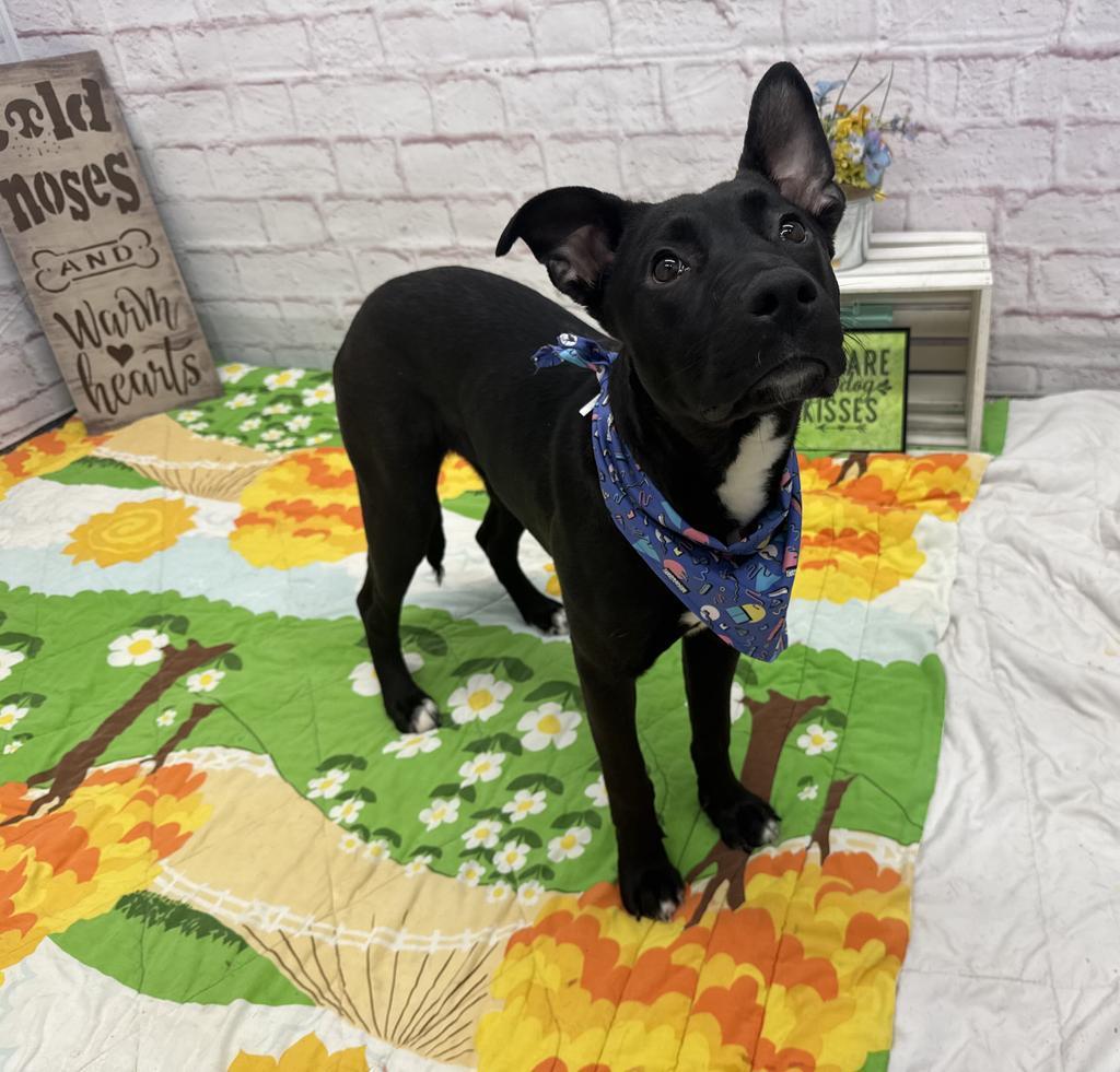 Mountain Mist photo 1