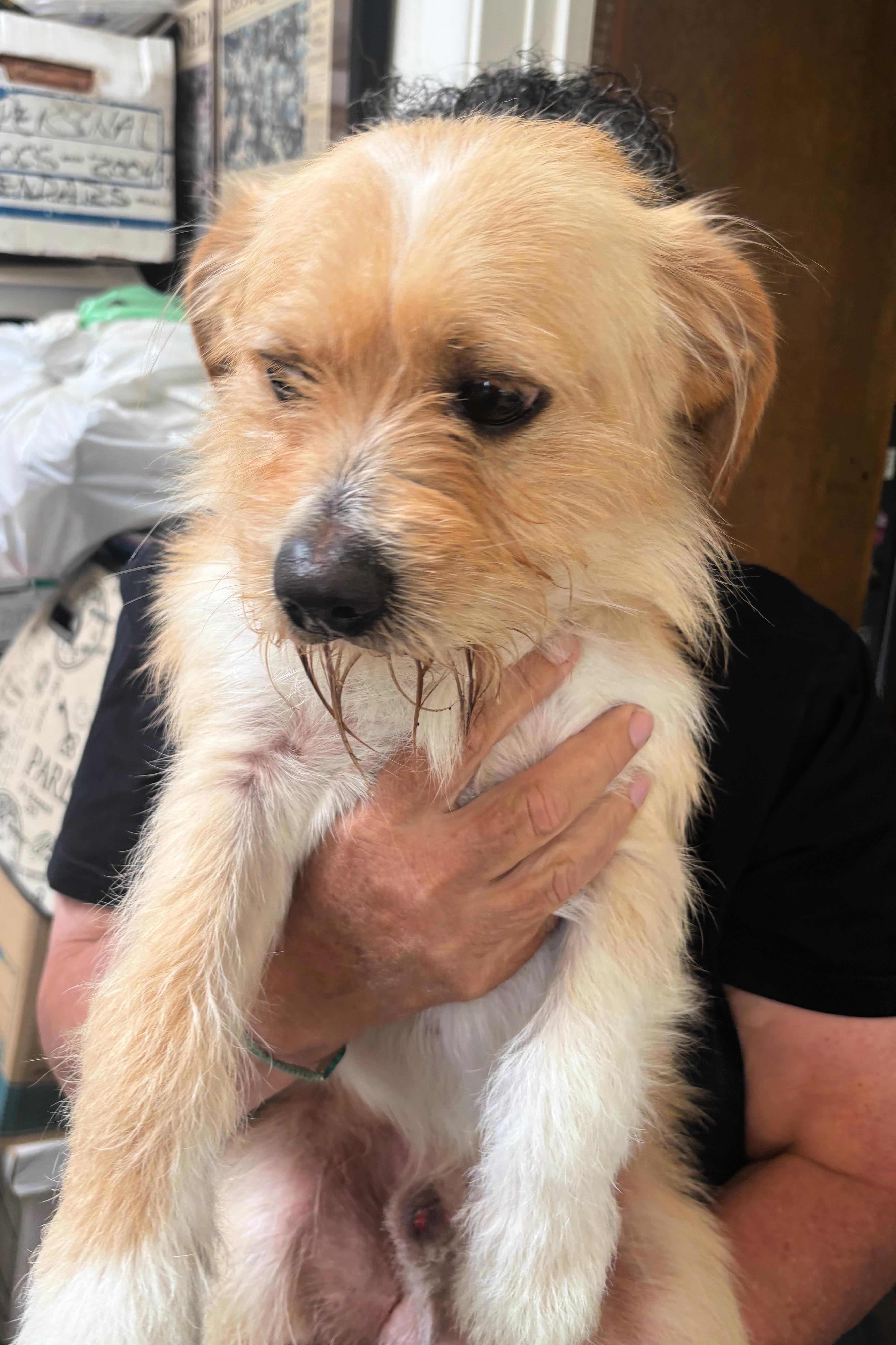 Rufus Is Very Mellow