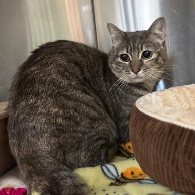 An adult medium-sized female Torbie Domestic Short Hair cat named Misty for adoption in Bullhead City, AZ