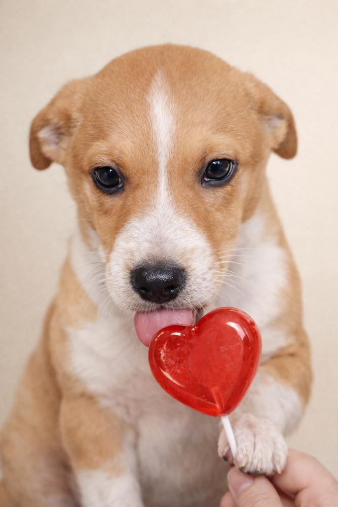 Southern Country Crew