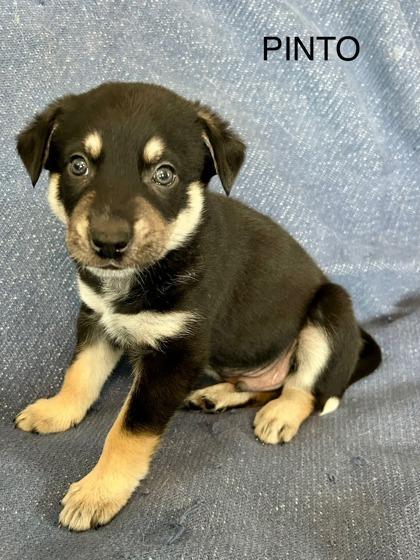 Pinto