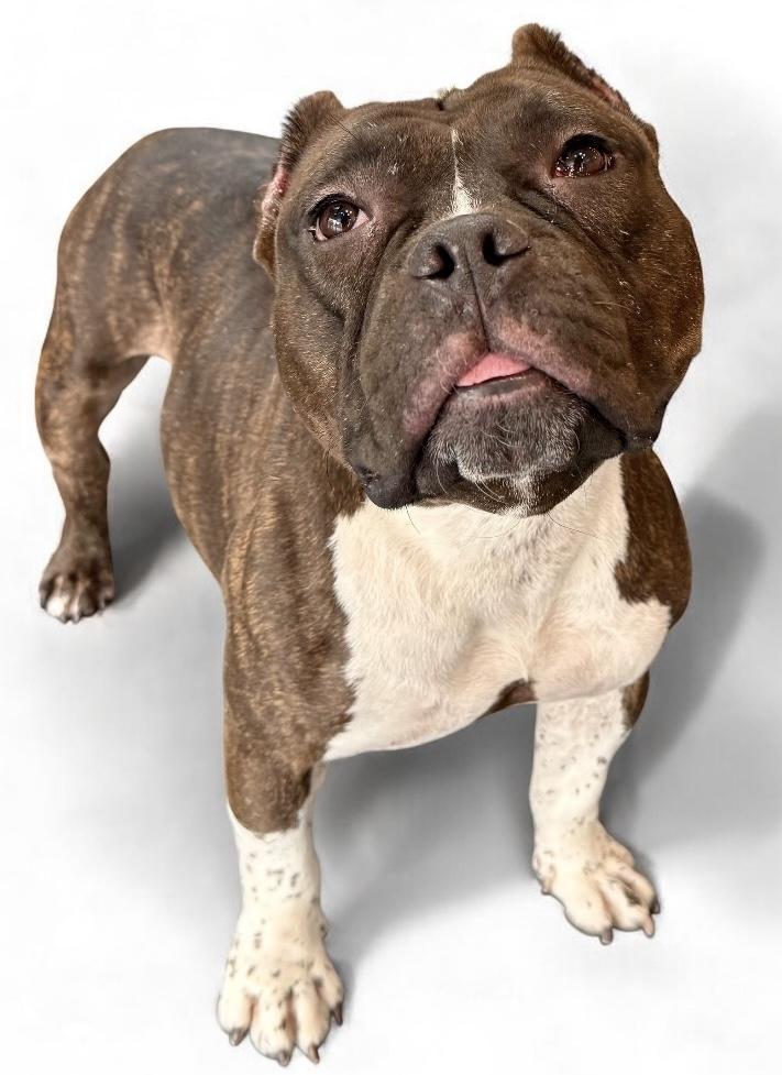 An adult medium-sized female American Bully dog named Strudel for adoption in Yonkers, NY