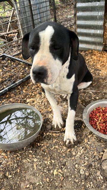An adult medium-sized female American Staffordshire Terrier dog named Joy for adoption in San Antonio, TX