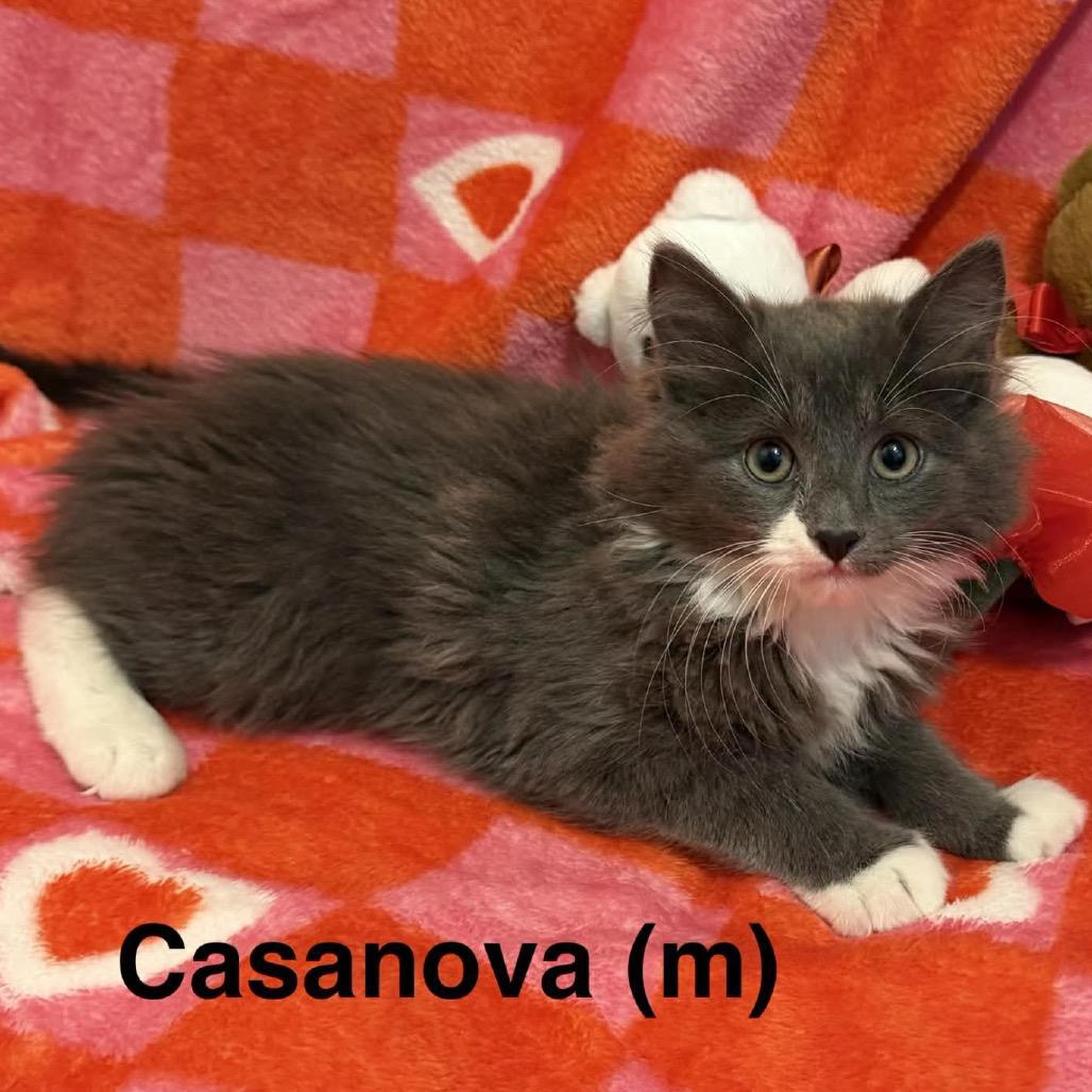 Casanova