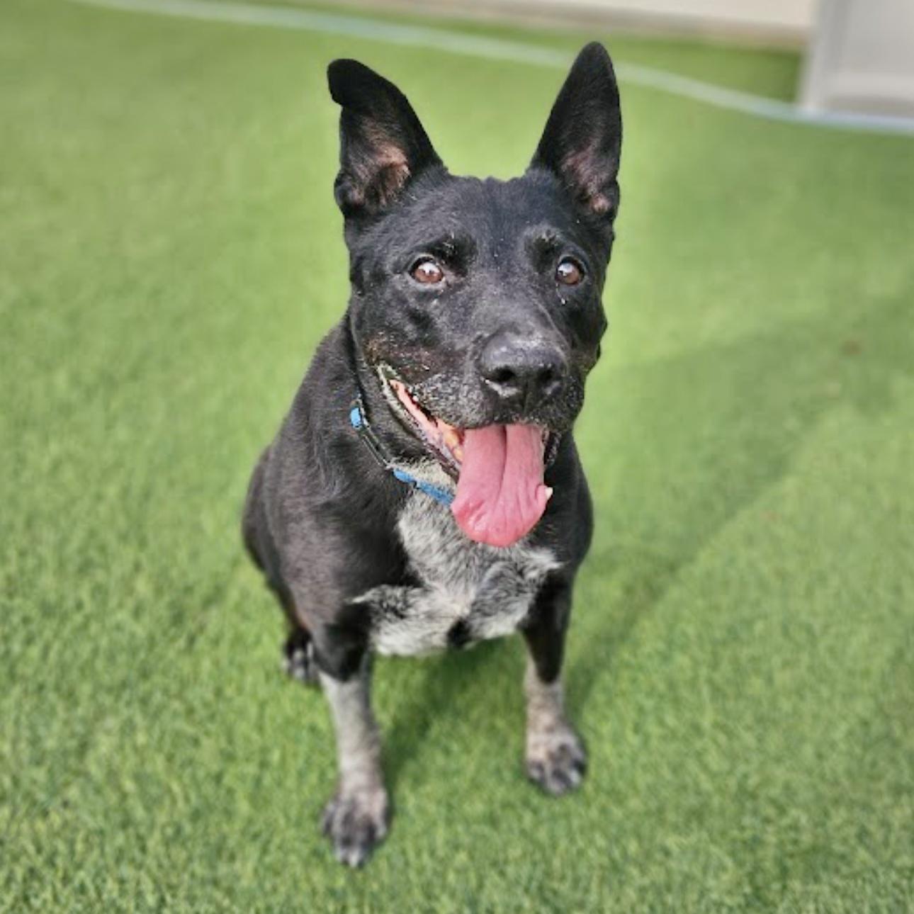 An adult large-sized female Cattle Dog dog named Daisy for adoption in Longview, TX