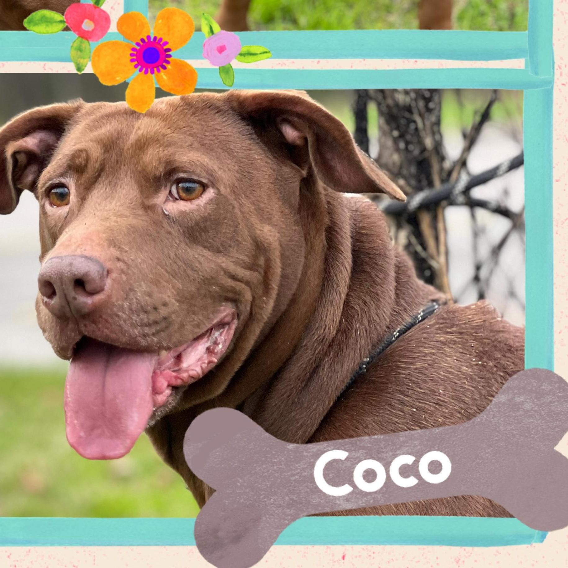 An adult medium-sized female Brown / Chocolate Pit Bull Terrier dog named Coco for adoption in Houston, TX