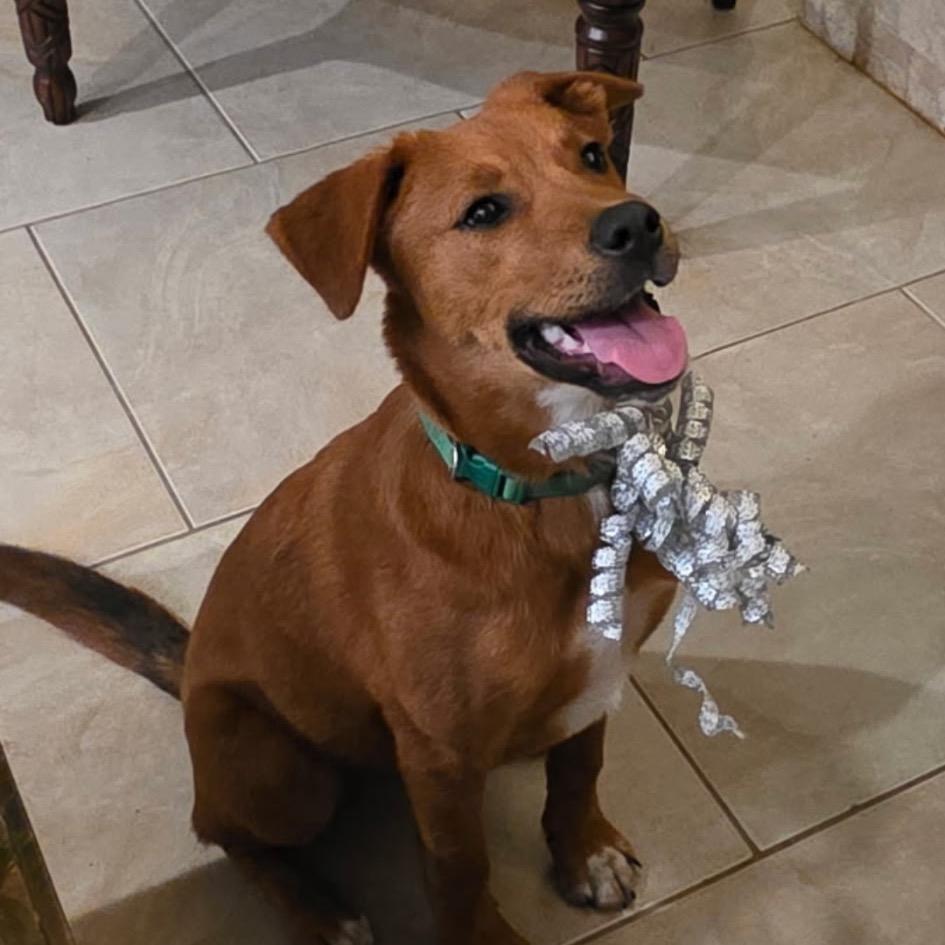 A young medium-sized male Golden Retriever dog named Peanut for adoption in San Antonio, TX