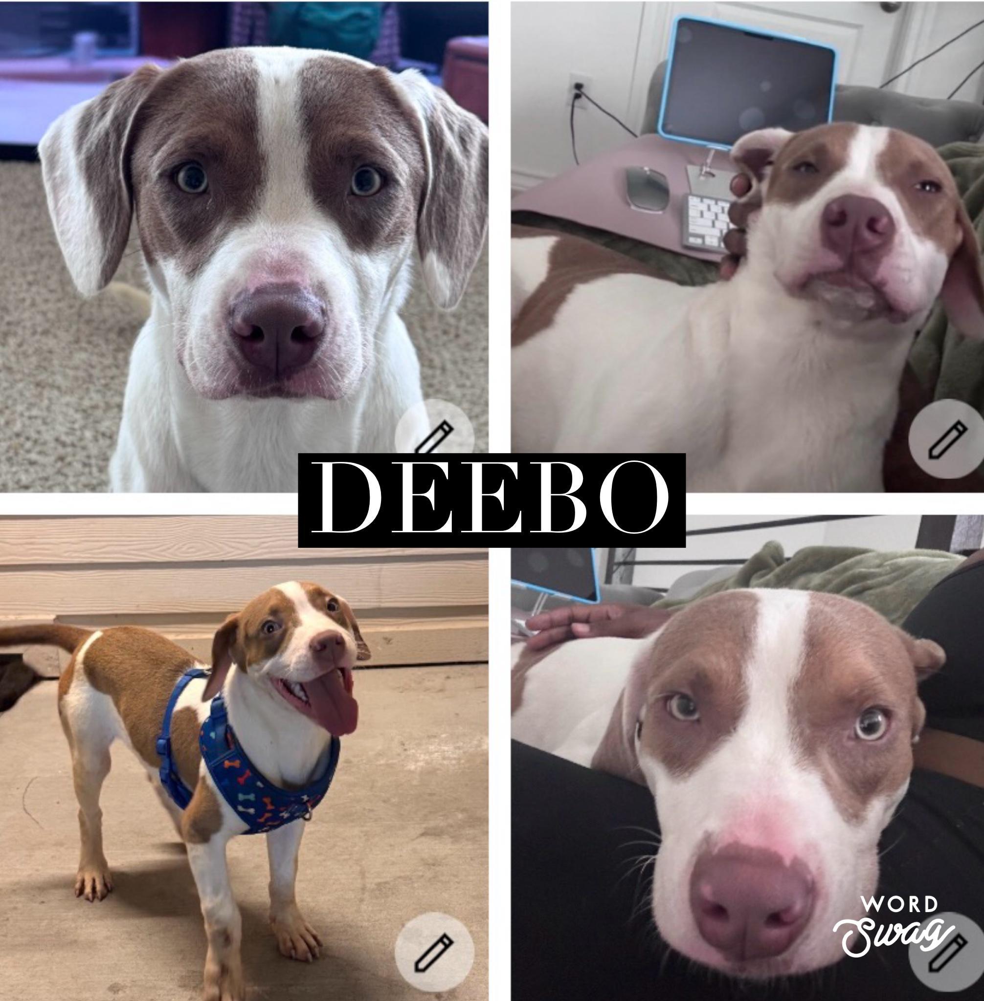 Deebo