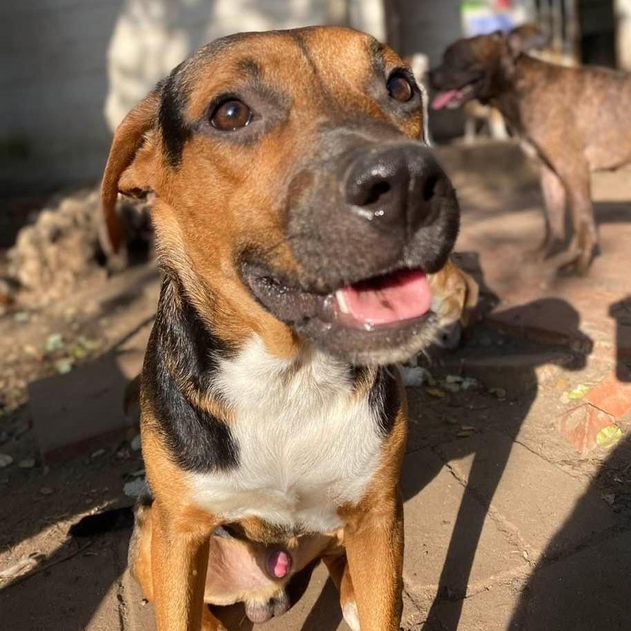 A young medium-sized male Tricolor (Brown, Black, & White) Hound dog named Dandy Pc for adoption in Goliad, TX