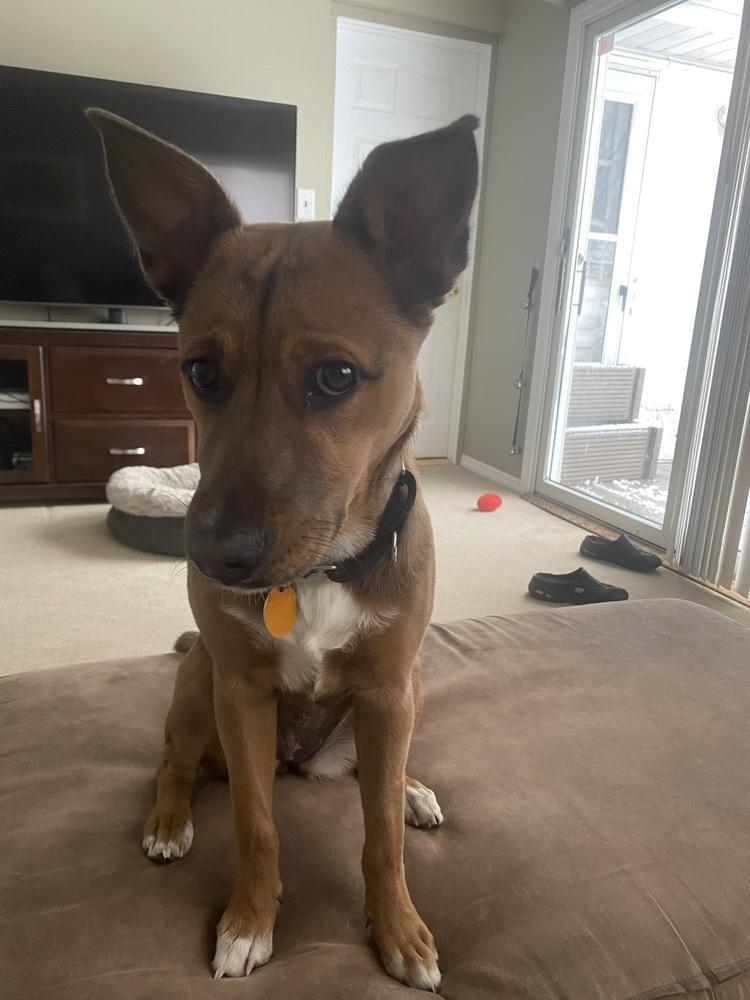 A baby medium-sized female Tricolor (Brown, Black, & White) Retriever dog named Liah for adoption in Valley Stream, NY