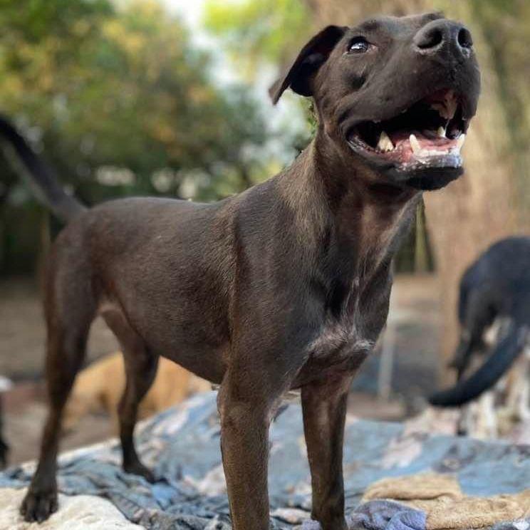 A young medium-sized male Black Patterdale Terrier / Fell Terrier dog named Pony for adoption in Goliad, TX