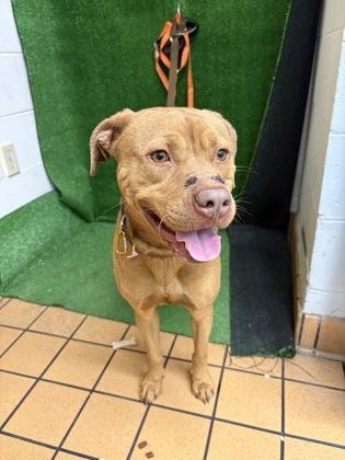 Honey Roasted Shrimp