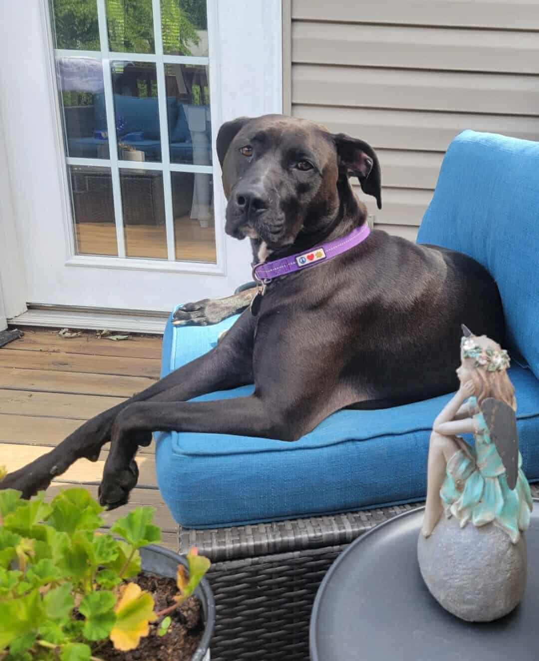 A young large-sized female Brindle Pit Bull Terrier dog named Stormy for adoption in Zuni, VA