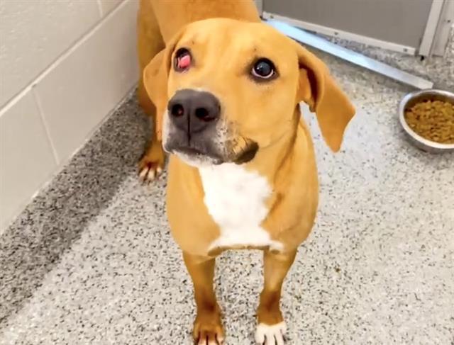 An adult medium-sized female Labrador Retriever dog named Ginger for adoption in Houston, TX