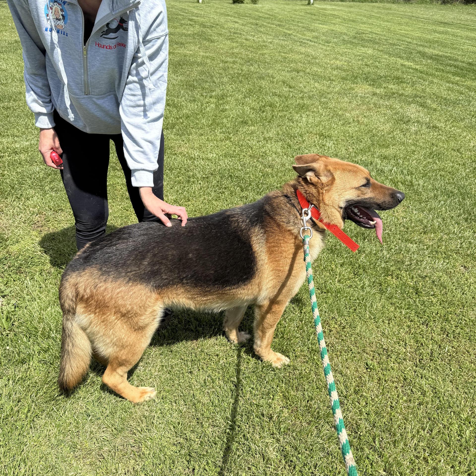 An adult large-sized male German Shepherd Dog dog named Ben for adoption in Sumter, SC