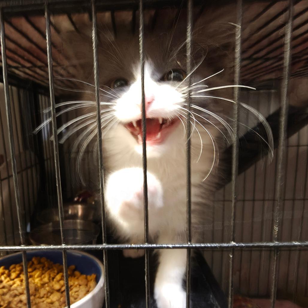 Cleo Aka Cleopatra photo 1