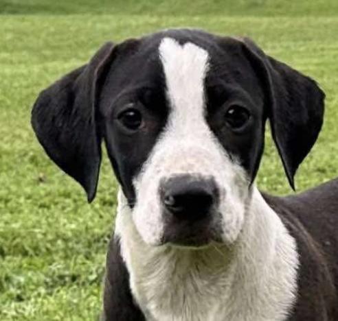 Tito Mellon Hugo Hero