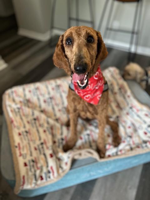 An adult medium-sized female Red / Chestnut / Orange Goldendoodle dog named Ruby Red. for adoption in Maitland, FL