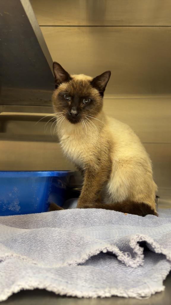 Mr. Bigglesworth photo 1