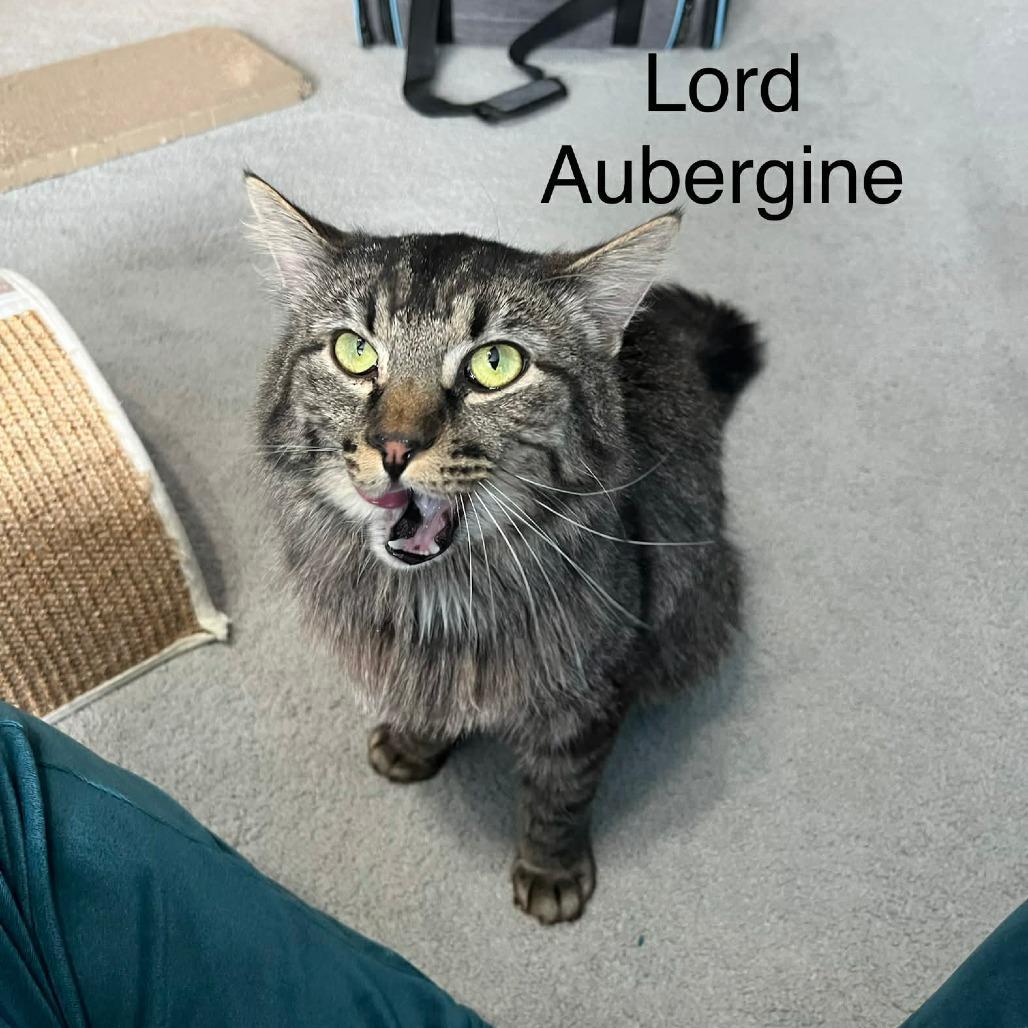 Lord Aubergine C