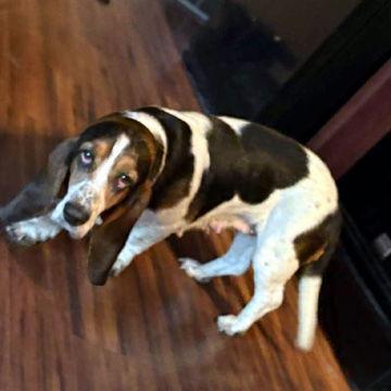 A young medium-sized female Basset Hound dog named Fauna for adoption in Mays Landing, NJ