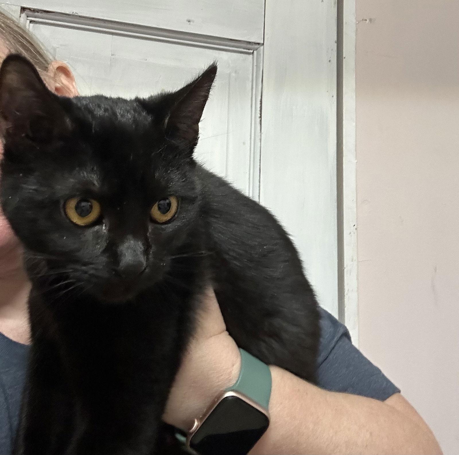 Black Pumpkin photo 1