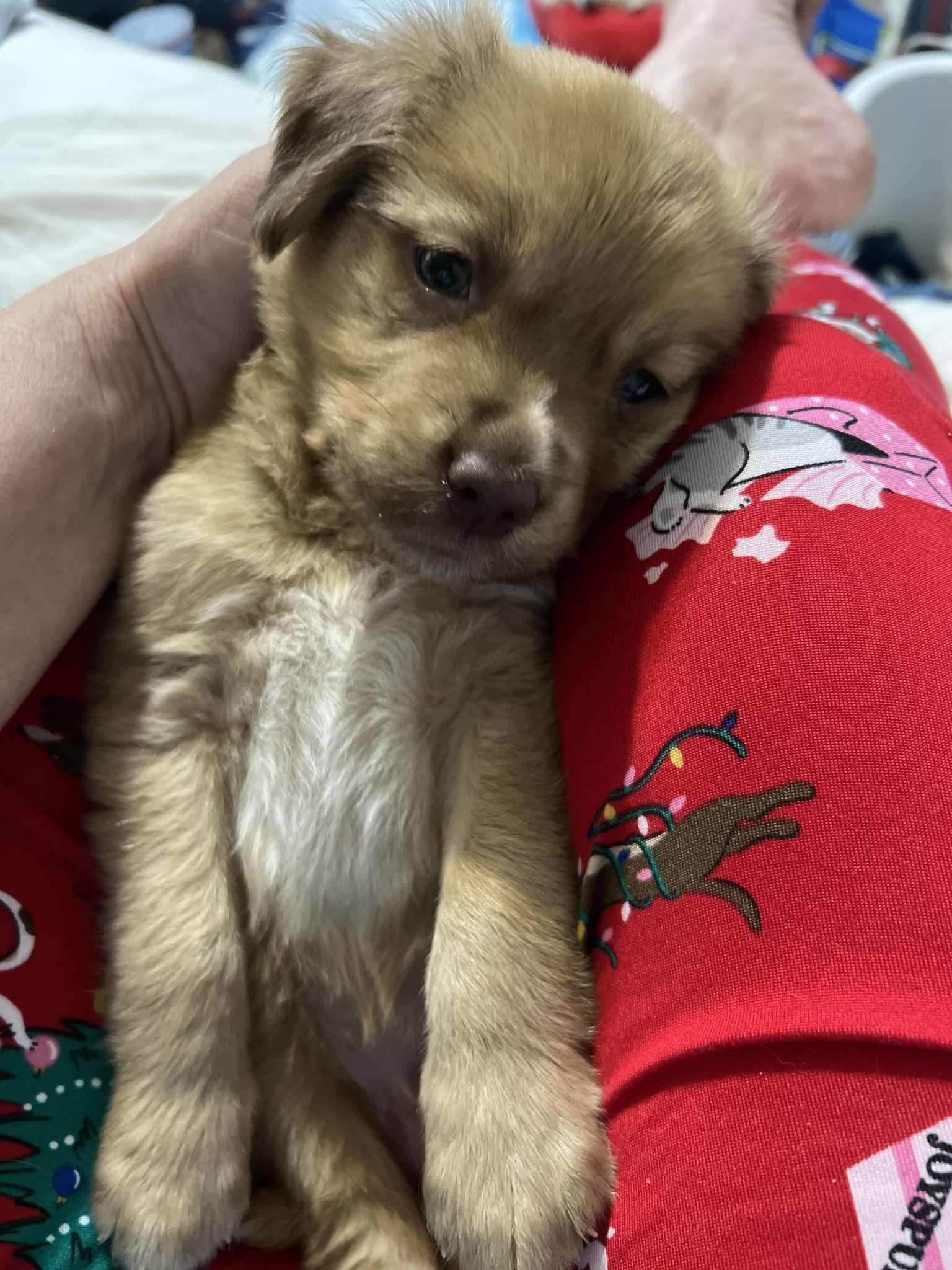 Bodhi The Aussie Mix