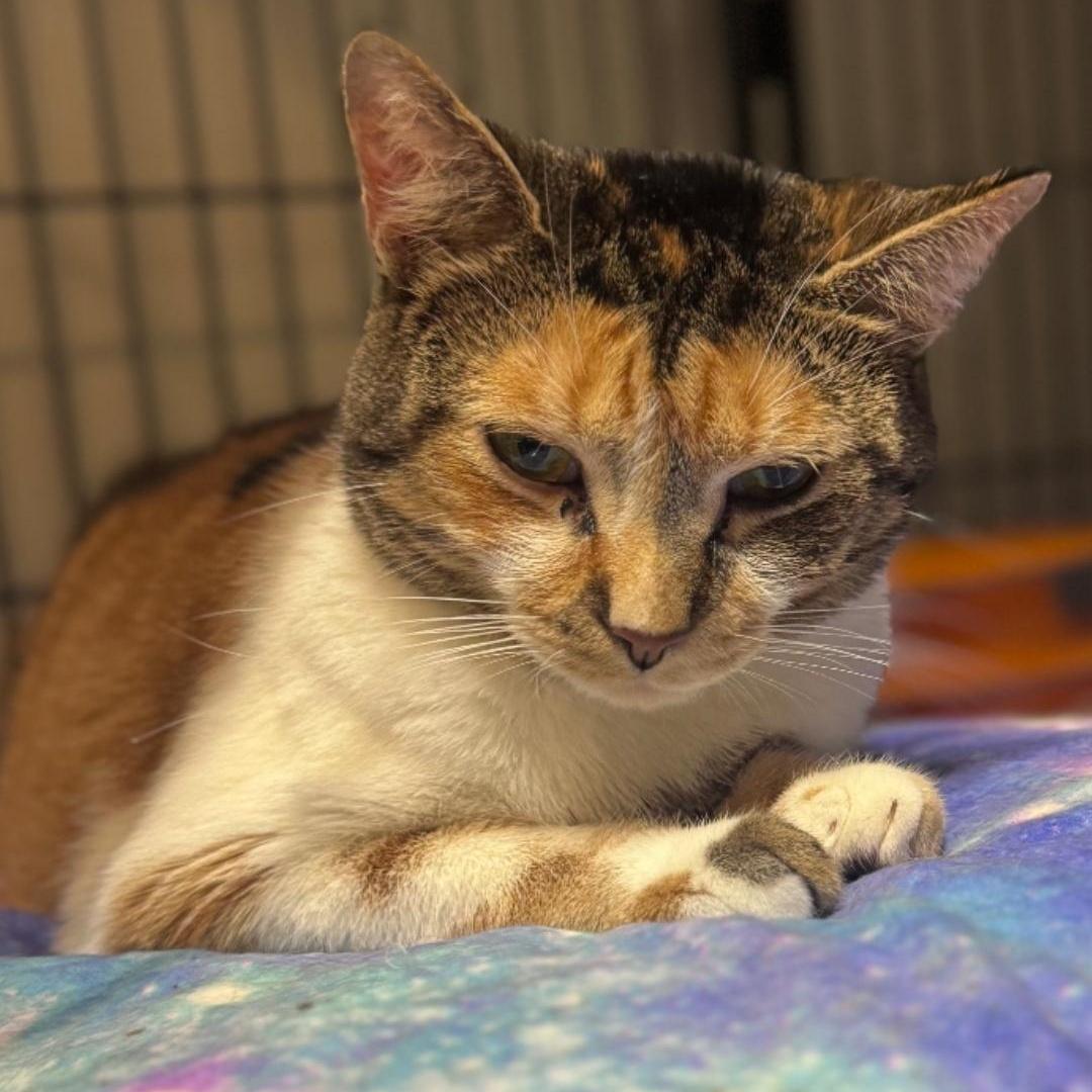 An adult large-sized female Calico Domestic Short Hair cat named Carmel for adoption in Chuckey, TN